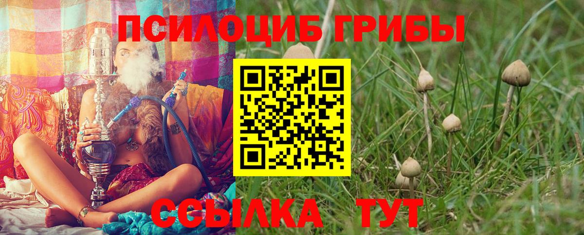 Псилоцибиновые грибы Psilocybe Липецк